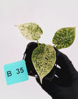 Alocasia baginda ‘Dragon Scale Mint’ -SALE
