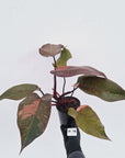 Philodendron 'Orange Princess' - FLASH SALE