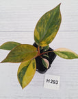 Philodendron 'Rojo Congo Variegated' - SALE