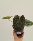 Anthurium Luxurians