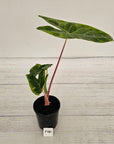 Alocasia 'Morocco' Variegated - SALE