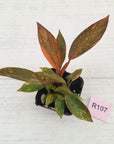 Philodendron 'Orange Princess' 70mm