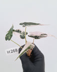 Alocasia Amazonica bambino Variegata - Bare Bottom Baby - SALE