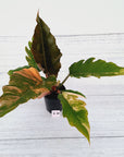 Philodendron serratum Caramel Marble