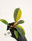 Philodendron 'Rojo Congo Variegated' - SALE
