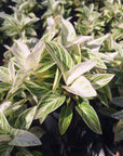 Philodendron erubescens 'Birkin'