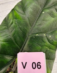 Alocasia ‘Simpo Albo’ Variegata - SALE