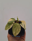 Homalomena humilis 'Silver Silk' Variegata