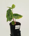 Alocasia 'Morocco' Variegated - SALE