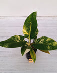 Philodendron imperial green variegata