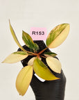 Philodendron 'Rojo Congo Variegated' 70mm