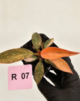 Philodendron 'Orange Princess' 70mm