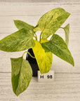 Homalomena sulcata ‘Cream Frost’ - SALE