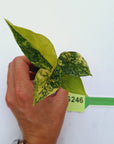Alocasia sinuata 'Quilted Dream' Variegata - Bare Bottom Baby