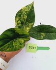 Alocasia sinuata 'Quilted Dream' Variegata - Bare Bottom Baby