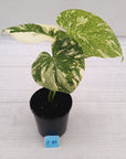Monstera deliciosa Thai Constellation