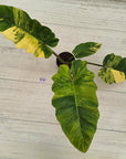 Philodendron pinnatifidum 'Jungle Fever Egg Yolk"