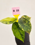 Alocasia sinuata Variegata - Bare Bottom Baby