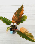 Philodendron serratum Caramel Marble