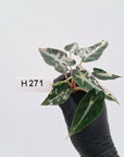 Alocasia Amazonica bambino Variegata - Bare Bottom Baby - SALE