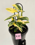 Monstera standleyana 'Cobra' - SALE