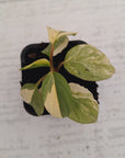 Homalomena humilis 'Silver Silk' Variegata