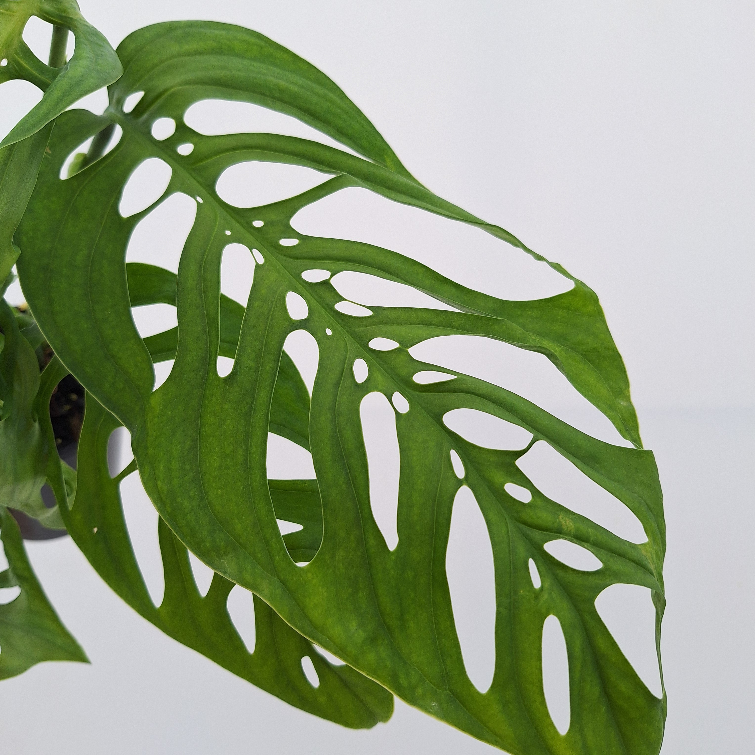 Monstera Esqueleto - Bare Bottom Baby