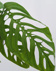Monstera Esqueleto - Bare Bottom Baby