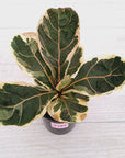 Ficus lyrata Variegata