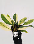 Homalomena Tropical Green Variegata -sale