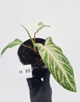 Phyllotaenium lindenii Magnificum Variegata - sale