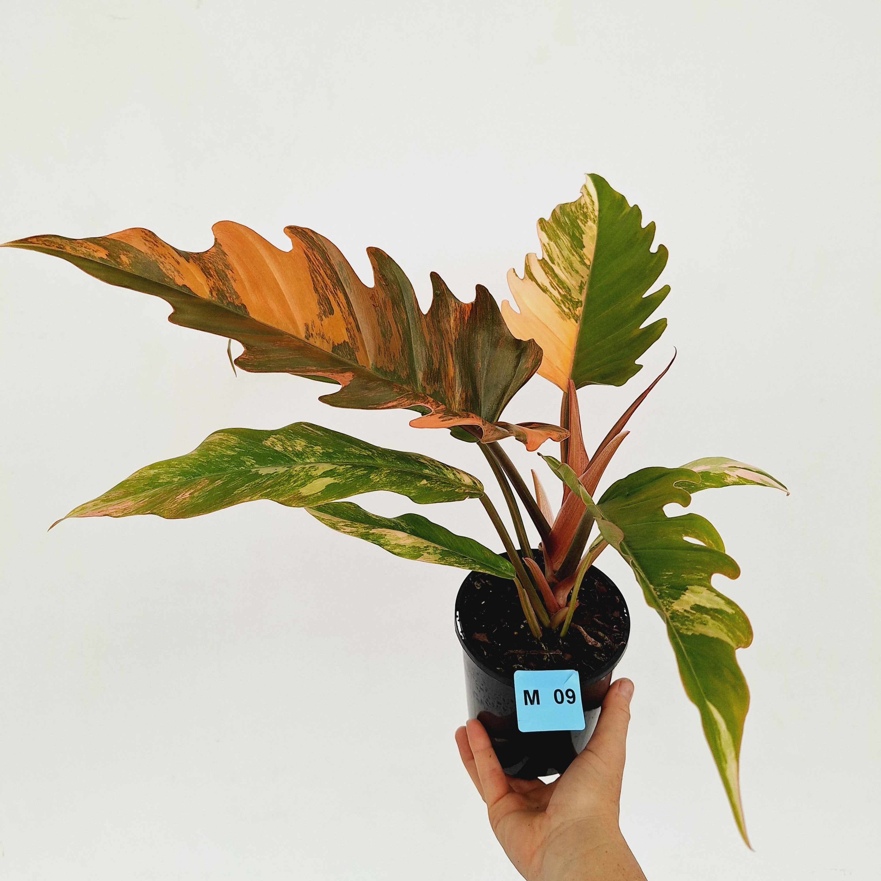 Philodendron serratum Caramel Marble