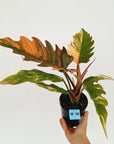 Philodendron serratum Caramel Marble