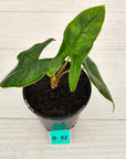 Alocasia sulawesi karpet