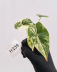 Alocasia Dragon Scale 'Marble' Variegata