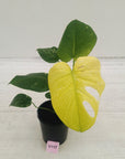 Monstera Deliciosa 'Mint' - SALE