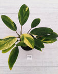 Homalomena Tropical Green Variegata -sale