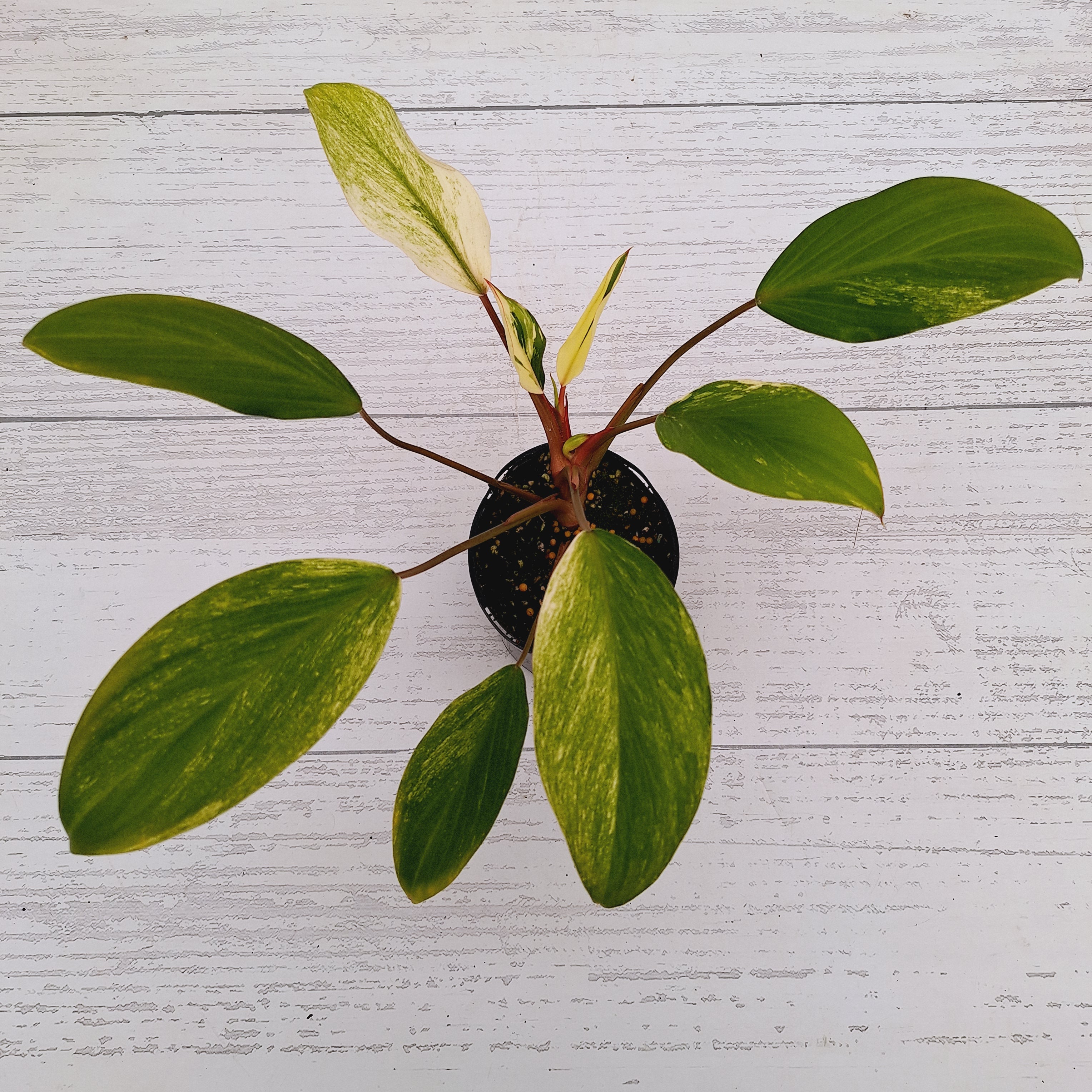 Homalomena Tropical Green Variegata