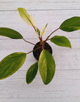 Homalomena Tropical Green Variegata