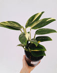 Monstera standleyana 'Cobra' - SALE