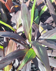 Cordyline fruticosa Negra