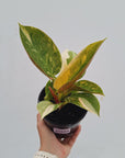 Philodendron Green Congo Variegata (Nuclear)