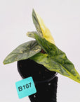 Alocasia ‘Simpo Aurea’ Variegata