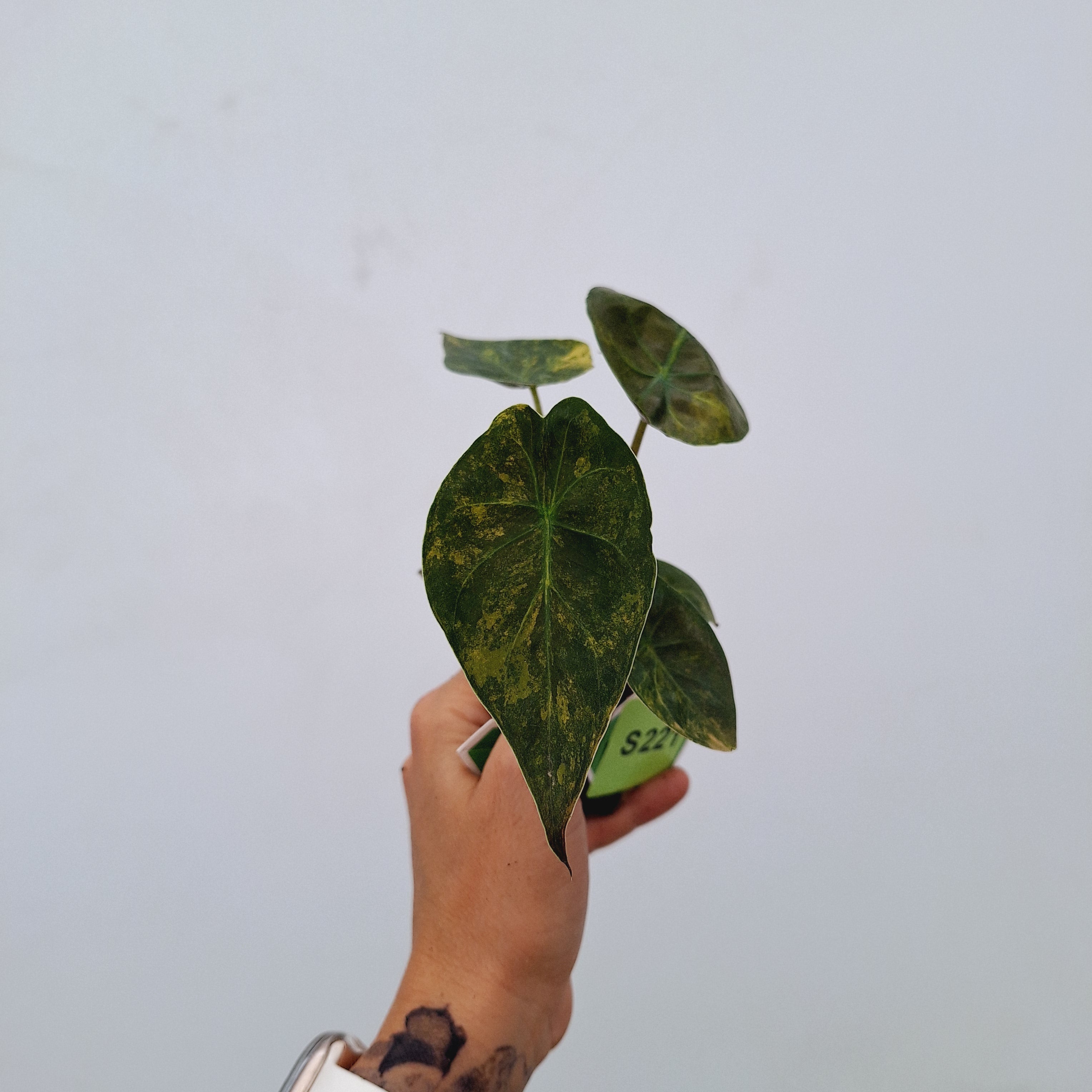 Alocasia ‘wentii’ Variegated - Bare Bottom Baby