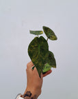 Alocasia ‘wentii’ Variegated - Bare Bottom Baby