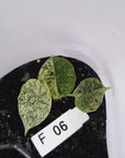 Alocasia baginda ‘Dragon Scale Mint’ - Bare Bottom Baby- SALE
