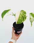 Monstera borsigiana 'Albo'