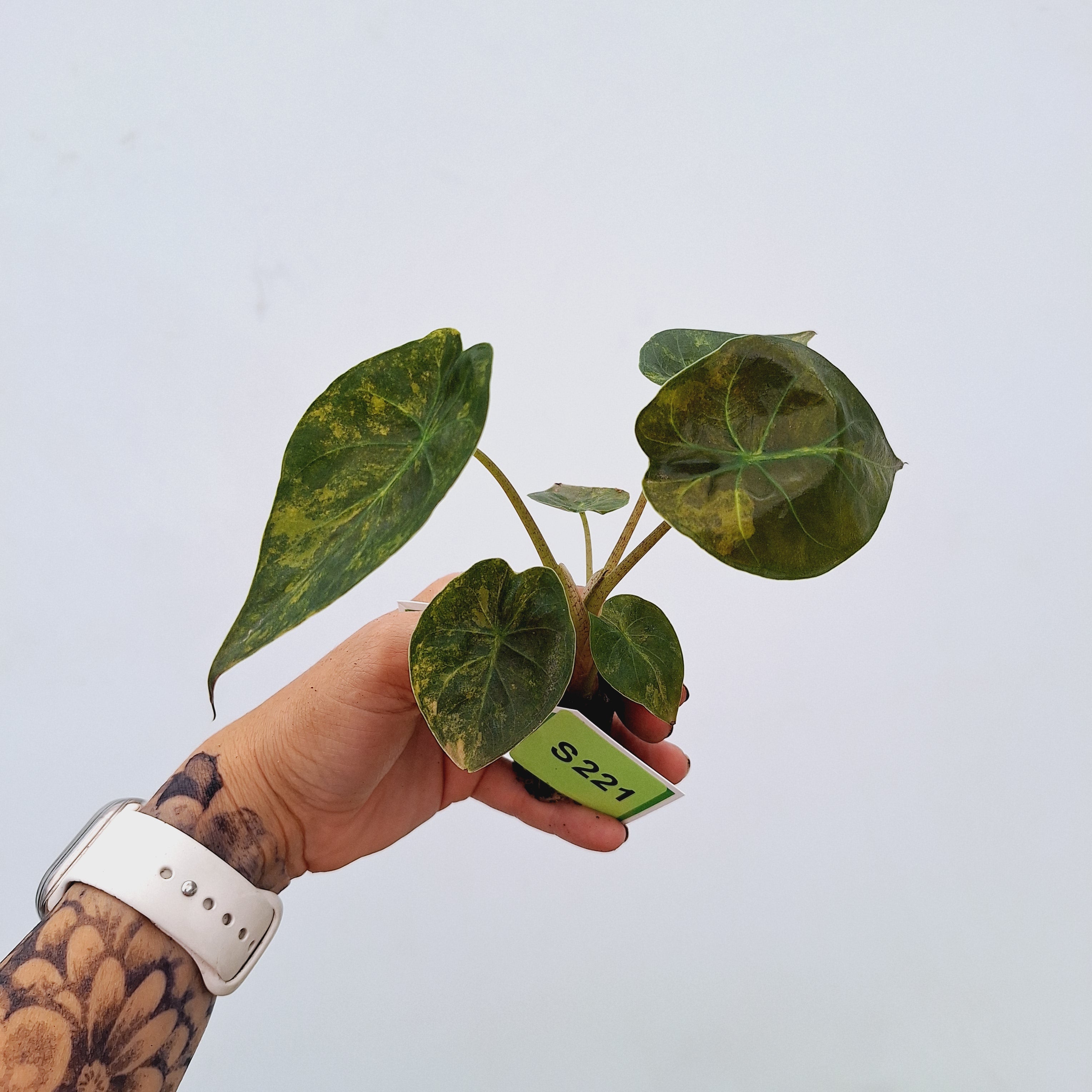 Alocasia ‘wentii’ Variegated - Bare Bottom Baby