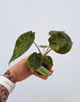 Alocasia ‘wentii’ Variegated - Bare Bottom Baby