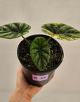 Alocasia sinuata Variegata